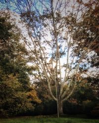 Trees against sky