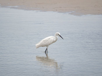 Bird in a lake