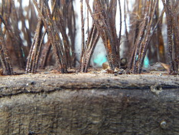 Close-up of tree trunk in forest