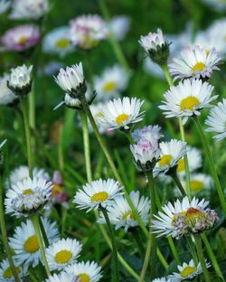 Close-up of white daisy blooming outdoors