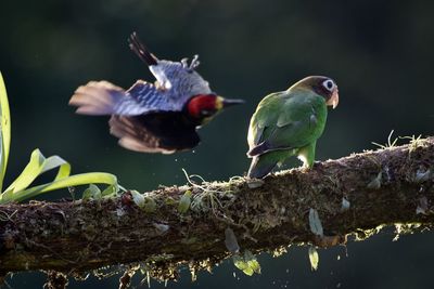 View of birds perching on branch