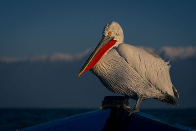 Pelican on railing