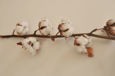 Close-up of white flowers