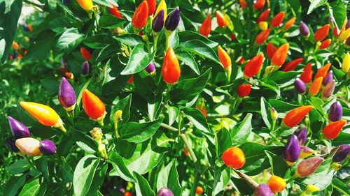 Close-up of flowers blooming outdoors