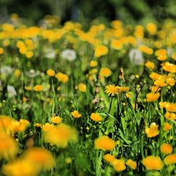 Close-up of flower blooming in field