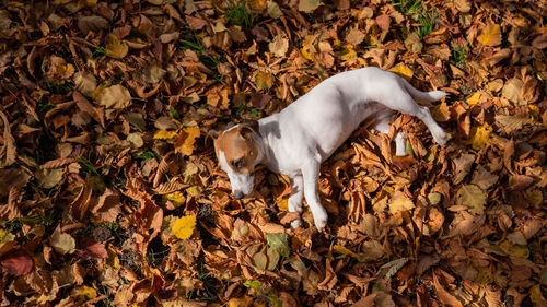 Dog jack russell terrier lies in the fallen leaves on a walk in the autumn park. view from above