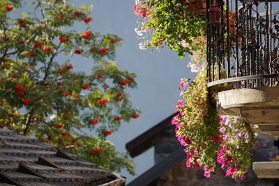 Low angle view of flowering tree by building