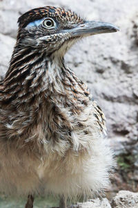 Close-up of bird 