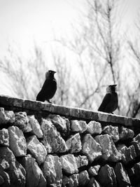 Low angle view of bird perching on retaining wall