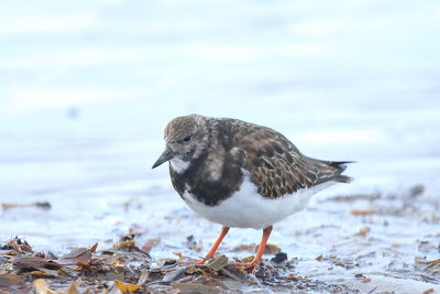 Close-up of seagull on beach