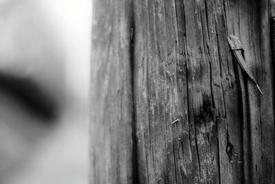 Close-up of tree trunk