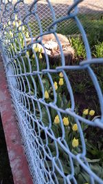 Plant growing in fence