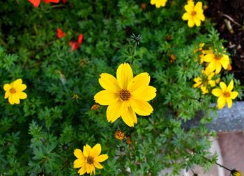 High angle view of yellow flowering plants