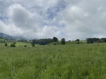 Scenic view of field against sky