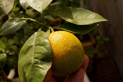 Close-up of hand holding fruit