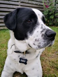 Close-up of dog looking away