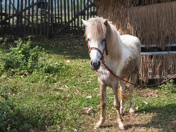 Horse in field