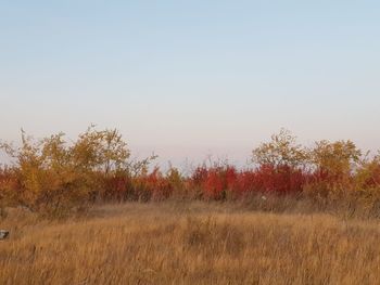 Scenic view of field against clear sky