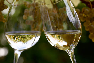 Close-up of beer in glass