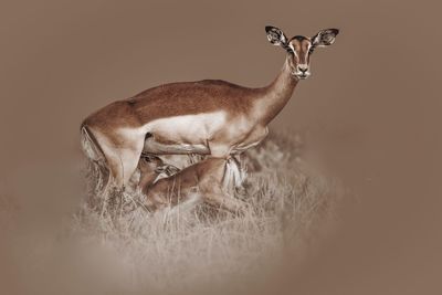 Impala - the love of a mother