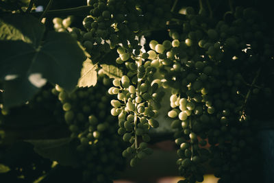 Close-up of berries growing on plant