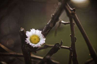 Close-up of flowering plant