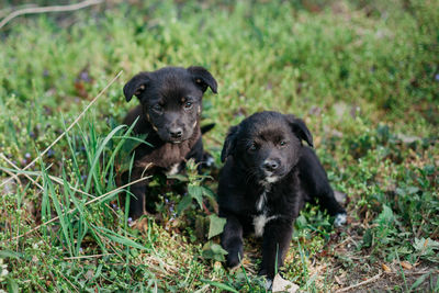 Little puppies on the grass.