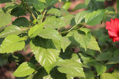 Close-up of red leaves on plant