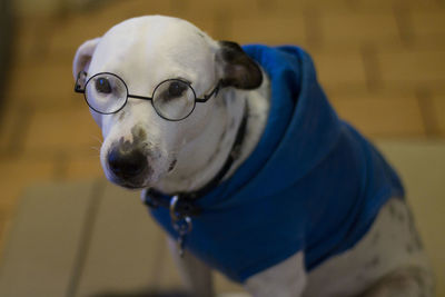 Close-up of dog looking away
