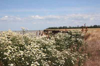 Plants on field against sky