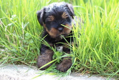 Portrait of puppy on field