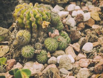 High angle view of succulent plant