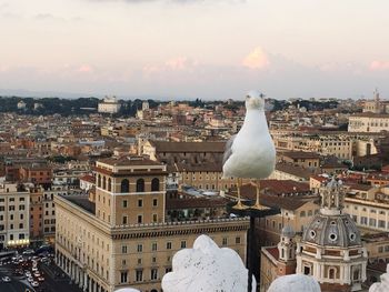 Close-up of seagull perching against cityscape