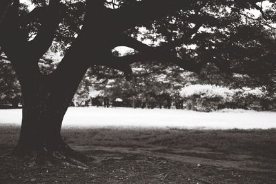 Trees on field against sky
