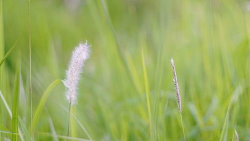 Close-up of grass growing on field