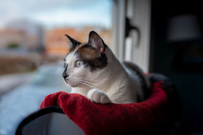 Close-up of a cat looking away at home