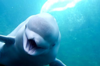 Low angle view of beluga whale swimming in sea