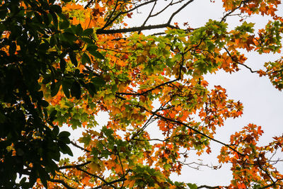 Low angle view of trees against sky during autumn