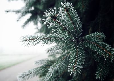 Close-up of pine tree during winter