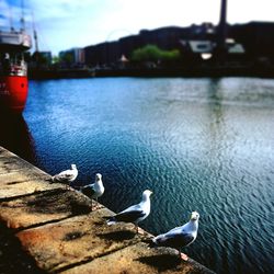 Seagull perching on railing