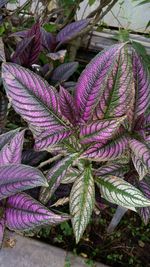 Close-up of purple plant