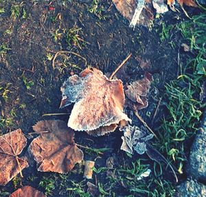 Leaves on field