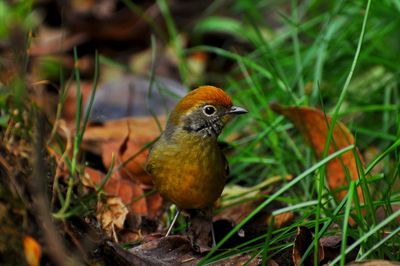 Close-up of bird perching on a field