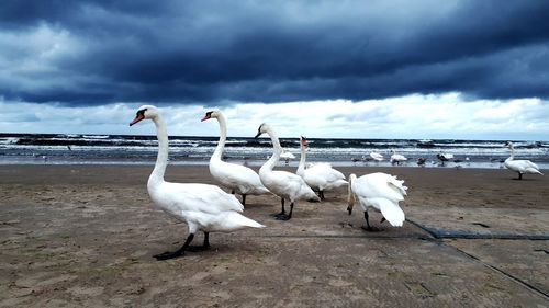 Seagulls on beach