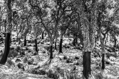 Trees in forest