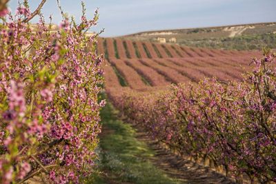 Scenic view of flowering plants on field against sky