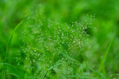 Close-up of water drops on plants