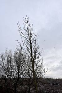 Bare tree against sky