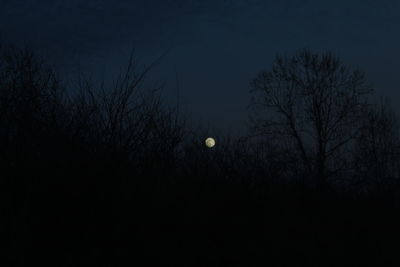 Bare trees against sky at night