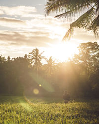 Scenic view of palm trees on field against sky at sunset